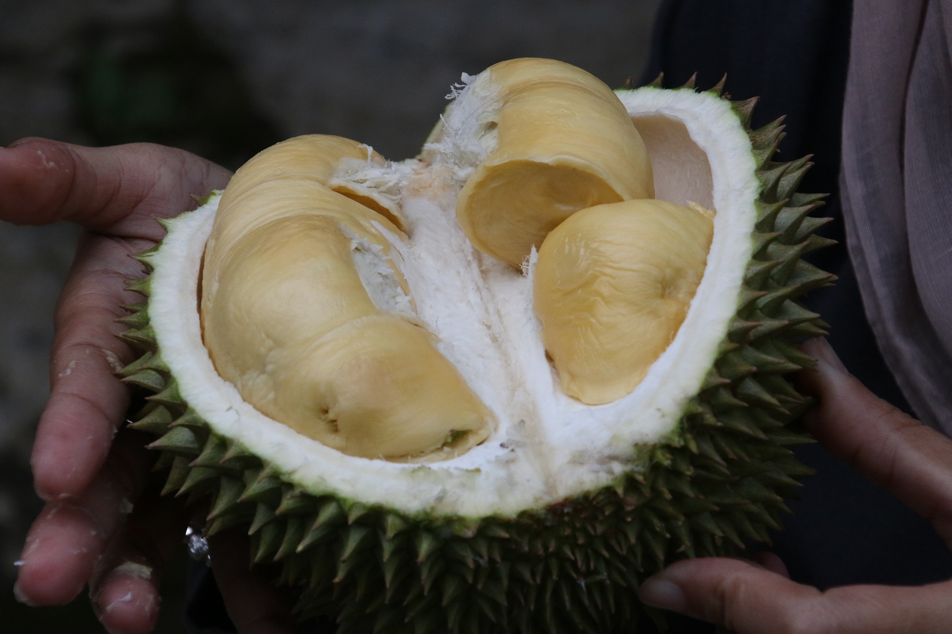 durian-1493310 1920